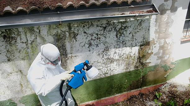 Trusted Crawl Space Mold Removal service in Marysville, MI - Cheap Mold Removal